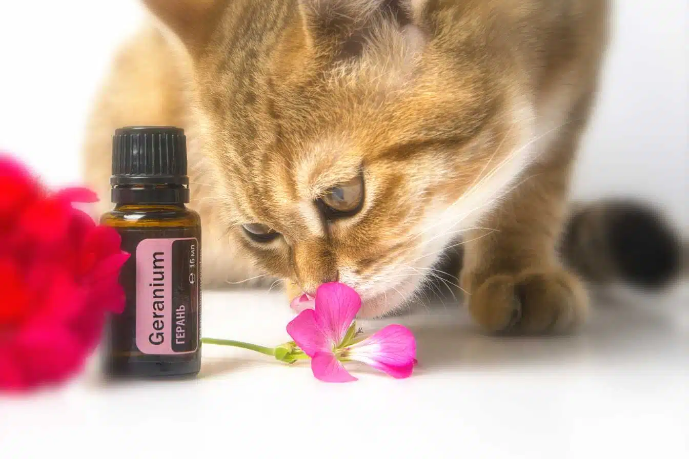 quelle huile essentielle pour empecher un chat d uriner 1